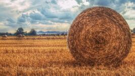 žně pole field-2909260 1280